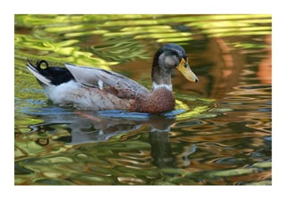 “ Water Colors”  Monkey-Park, Ben Shemen Forest 2006    © Dror Davidman 