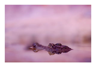 “ An Eye For An Eye”  Jerusalem Zoo  2006    © Dror Davidman 