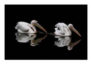 “ Brothers”  Jerusalem Zoo 2006    © Dror Davidman 