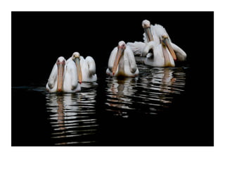 “ Transparency”  Jerusalem Zoo 2006    © Dror Davidman 