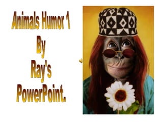Animals Humor 1 By Ray's  PowerPoint. 