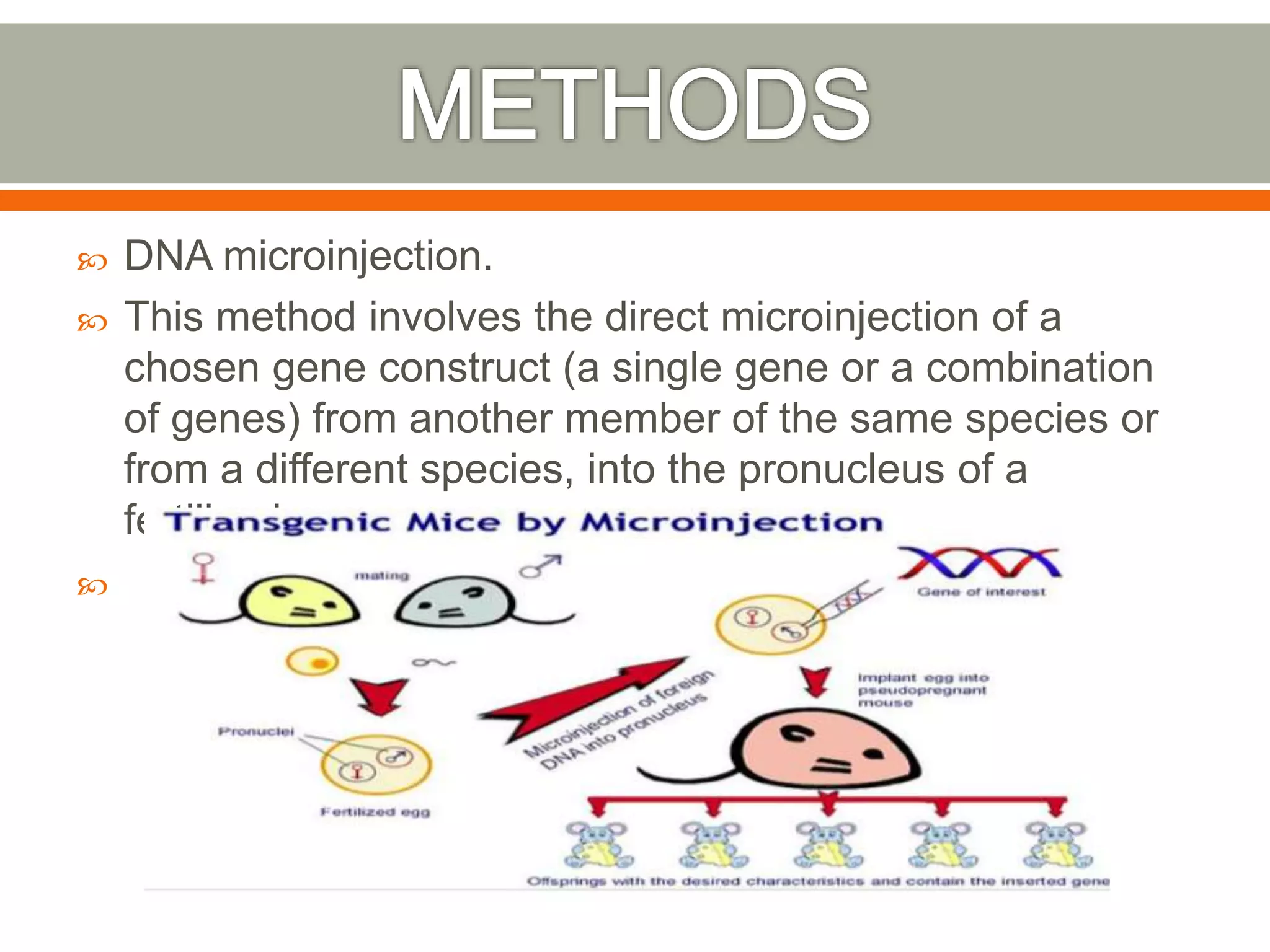  DNA microinjection.
 This method involves the direct microinjection of a
chosen gene construct (a single gene or a combination
of genes) from another member of the same species or
from a different species, into the pronucleus of a
fertilized ovum.

 