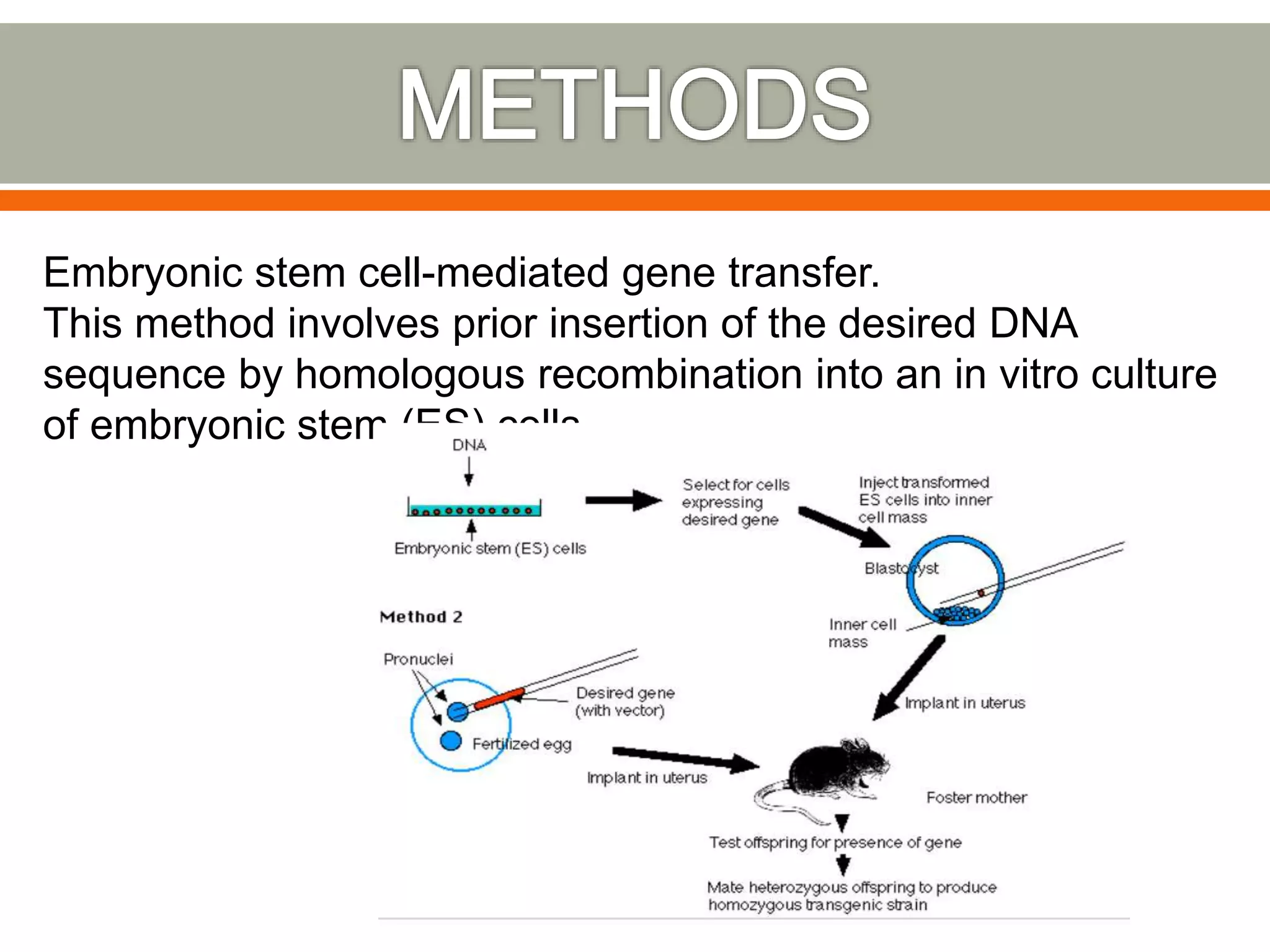 Embryonic stem cell-mediated gene transfer.
This method involves prior insertion of the desired DNA
sequence by homologous recombination into an in vitro culture
of embryonic stem (ES) cells.
 