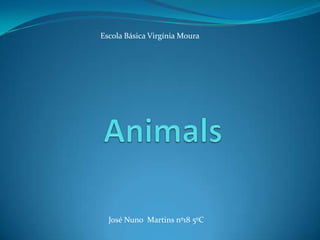Escola Básica Virgínia Moura Animals José Nuno  Martins nº18 5ºC 