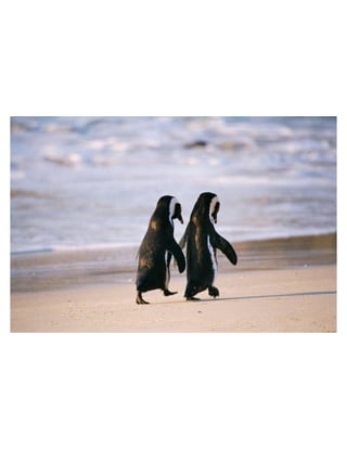 Romantic Penguins