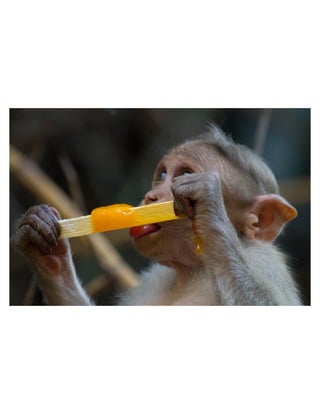 Popsicle Monkey