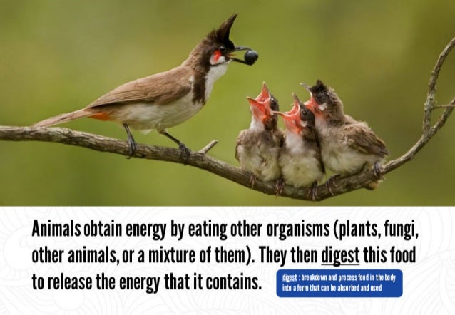Science - All About Animals