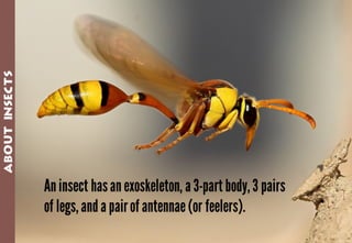 Science - All About Animals 2