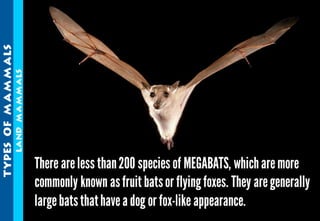 Science - All About Animals 2