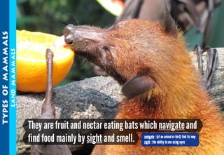 Science - All About Animals 2