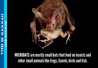 Science - All About Animals 2