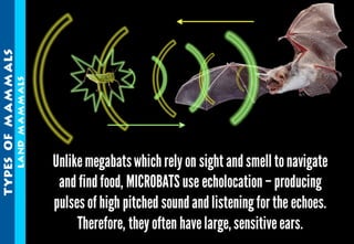 Science - All About Animals 2