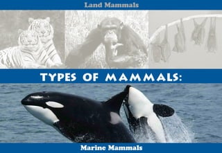 Science - All About Animals 2