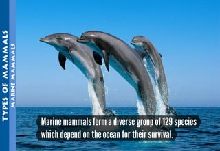 Science - All About Animals 2