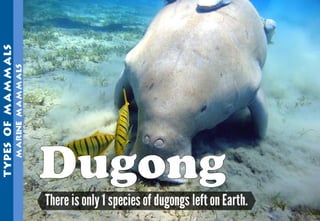 Science - All About Animals 2