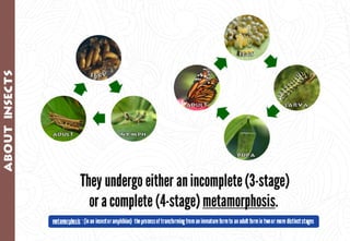 Science - All About Animals 2