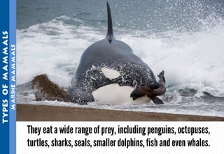 Science - All About Animals 2