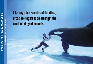 Science - All About Animals 2