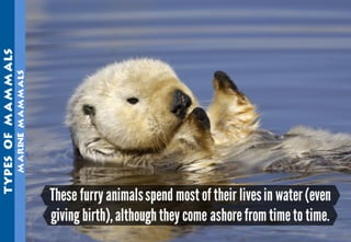 Science - All About Animals 2