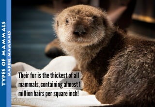 Science - All About Animals 2