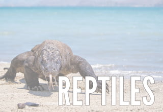 Science - All About Animals 2