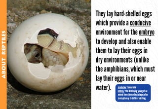 Science - All About Animals 2