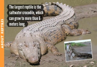 Science - All About Animals 2