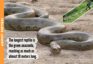 Science - All About Animals 2