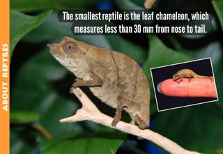 Science - All About Animals 2