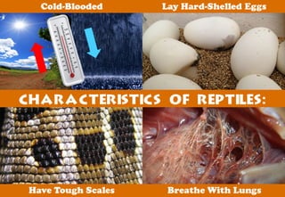 Science - All About Animals 2