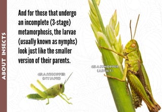 Science - All About Animals 2