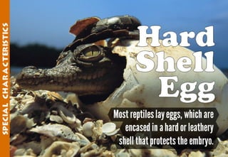 Science - All About Animals 2