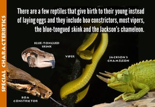 Science - All About Animals 2