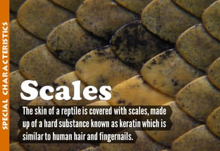 Science - All About Animals 2