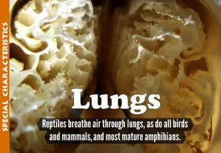 Science - All About Animals 2