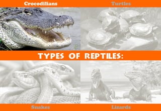 Science - All About Animals 2