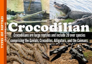 Science - All About Animals 2