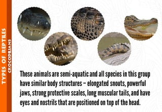 Science - All About Animals 2