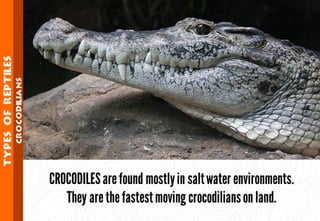 Science - All About Animals 2