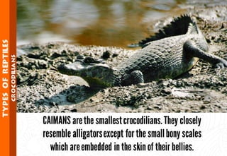 Science - All About Animals 2