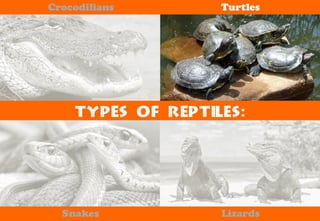 Science - All About Animals 2