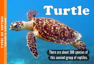 Science - All About Animals 2