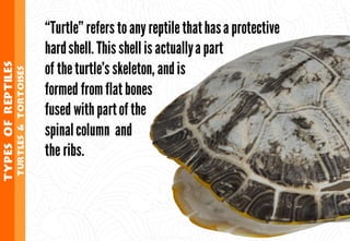 Science - All About Animals 2