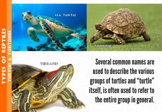 Science - All About Animals 2