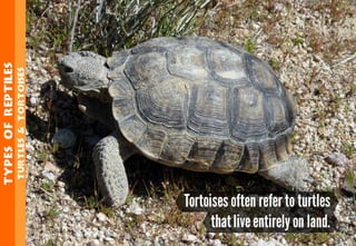 Science - All About Animals 2