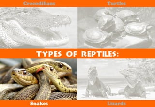 Science - All About Animals 2