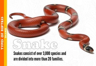 Science - All About Animals 2