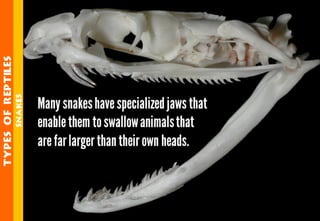 Science - All About Animals 2