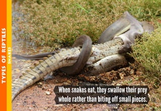 Science - All About Animals 2