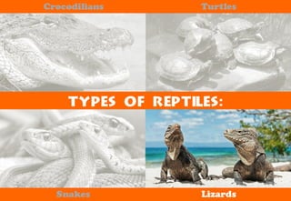 Science - All About Animals 2